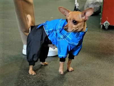 Aramis  suņu apģērbs   lietusmētelis, S